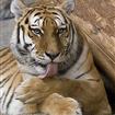 Tigre du Bengale au Zoo de Trégomeur St Brieuc en BRETAGNE
