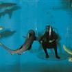 Nourrisage de requins au Grand Aquarium de St Malo en Bretagne Ille et Vilaine